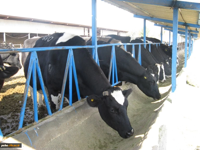 دامپروری92-2